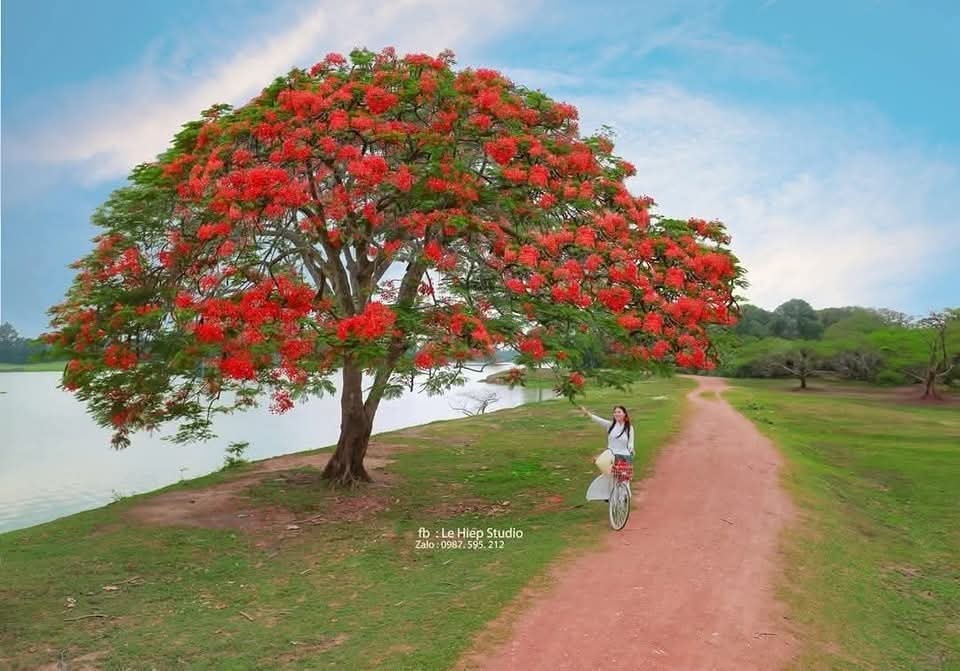 Chùm phượng vỹ em cầm là tuổi tôi mười tám