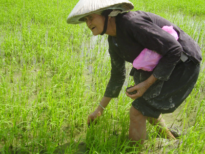 Mẹ trồng răng